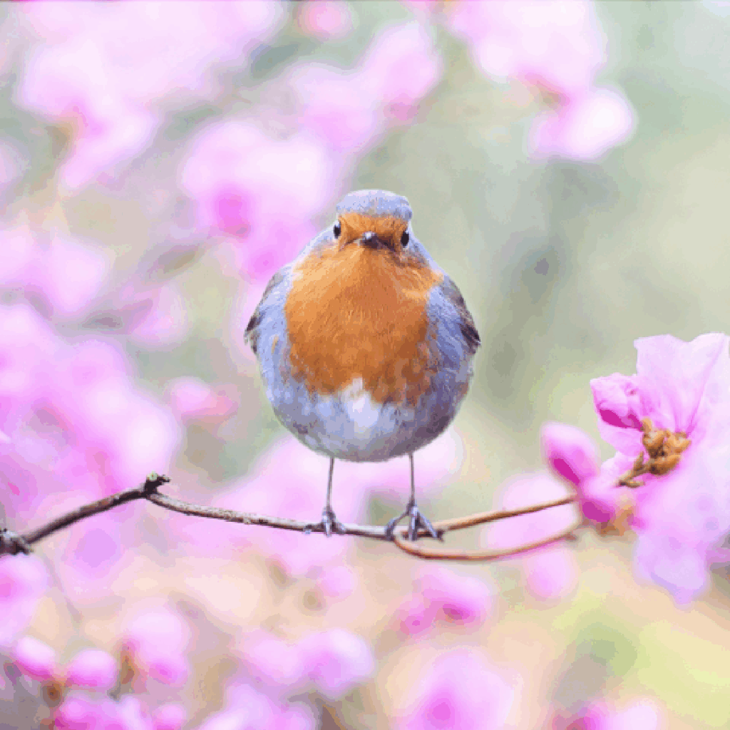 Een roodborstje in een roze boom.